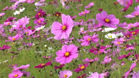 さわやかな秋風に揺れ色とりどりのコスモス200万本が満開 牧草地を染める【岡山・美咲町】 Ohk 岡山放送