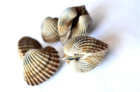 Free photo "Shell"