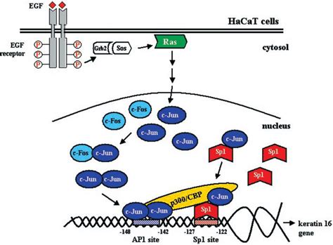 Possible Model For The Transcriptional Regulation Of The Human Keratin