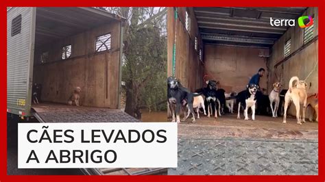 Animais S O Resgatados De Enchentes No Rio Grande Do Sul Youtube