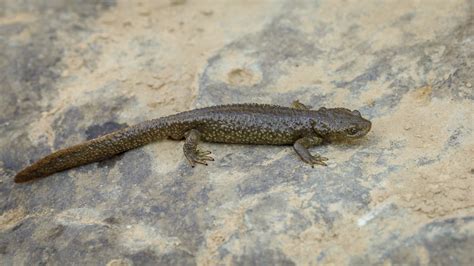 Calotriton Asper Pyrenean Brook Salamander Salamandrid Flickr