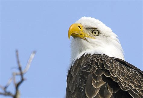 Bald Eagle Close Up Photograph By John Vose Pixels