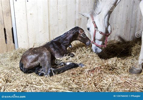 Foal Birth In The Horse Stable Stock Photo - Image of brown, background ...