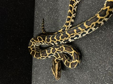 Normal Burmese Python By The Burmdonor Morphmarket