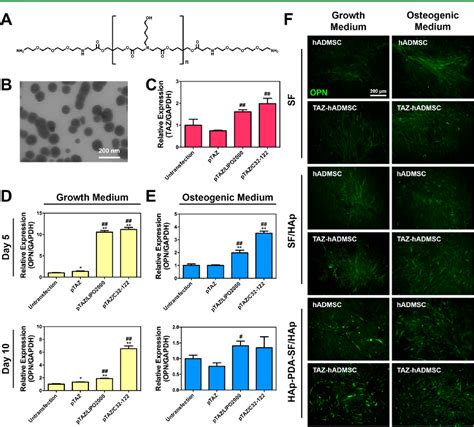 Figure From Electrospun Silk Fibroin Nanofibrous Scaffolds With Two