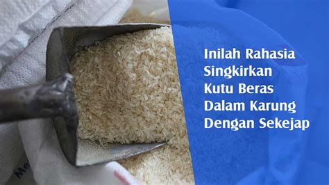 Inilah Rahasia Singkirkan Kutu Beras Dalam Karung Dengan Sekejap