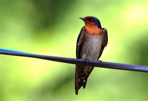 South East Asia Birds Malaysia Birds Paradise Barn Swallow Hirundo