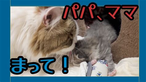 パパ猫とママ猫の所に行きたい子猫【生後12日目】 Youtube