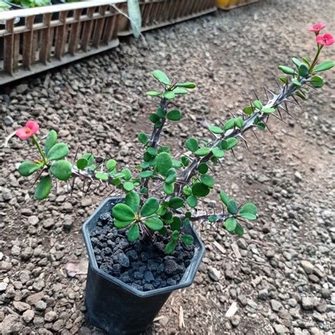 Euphorbia Milii Var Splendens Kaktus Sukulen Tanaman Hias Lazada