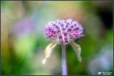 Clinopode Pentacon 50mm F 1 8 Avec Bague Bruno Delavigne Flickr