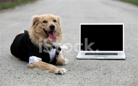 Tuxedo Laptop Stock Photo | Royalty-Free | FreeImages