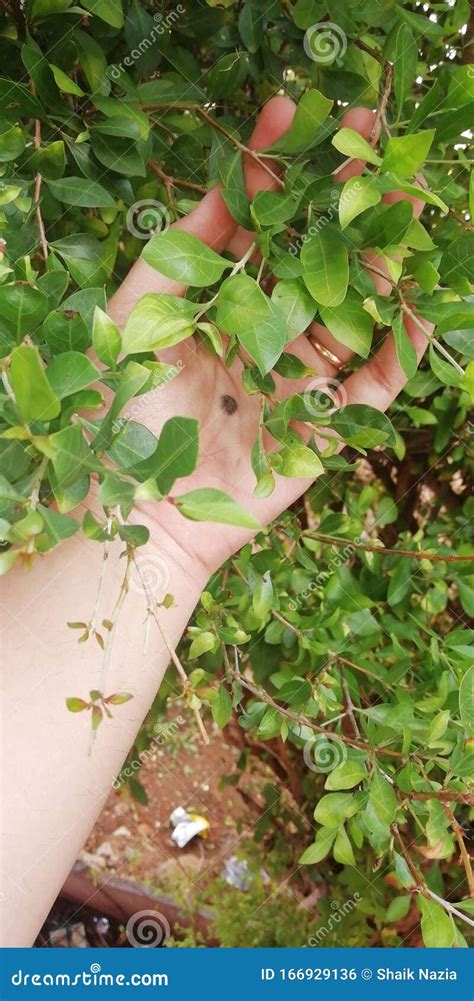 Henna Plant Indian Tradition Mehendi Stock Photo Image Of Plant