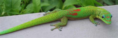 4 Different Types Of Geckos That Make Great Pets Pethelpful