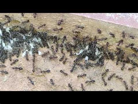 Black Crazy Ants (Paratrechina longicornis) shifting brood. : ants