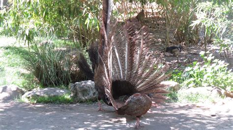 Pheasant, Great Argus - Safari West