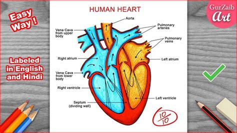 How to Draw Human Heart Diagram Drawing / easy way - Step by step ...