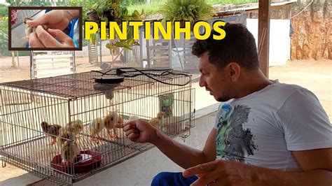 Tenha os Melhores Pintinhos na Sua Criação YouTube