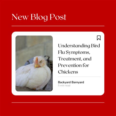 Understanding Bird Flu Symptoms Treatment And Prevention For Chicken