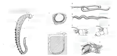 B Rsteorme Polychaeta Diagram Quizlet