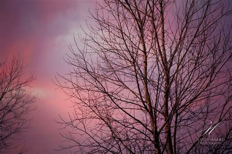 Pink Sunset Photography Print Nature Prints Tree Wall Art - Etsy