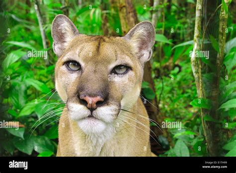 Central American Puma Felis Concolor Tropical Rain Forests Stock