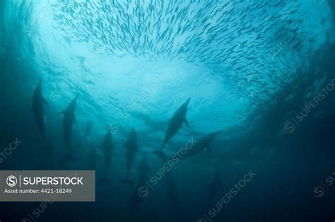 Long Beaked Common Dolphin Delphinus Capensis Adults Group Feeding