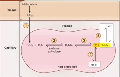 Physiology Block 3 Flashcards Quizlet