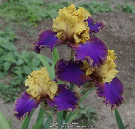 Tall Bearded Iris Iris Deal Or No Deal In The Irises Database