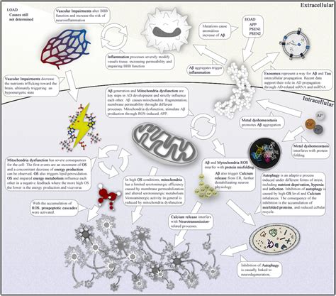 The Biological Pathways Of Alzheimer Disease A Review