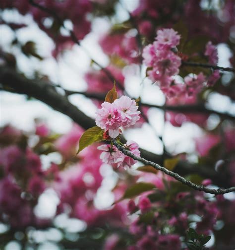 Pink Cherry Blossoms · Free Stock Photo