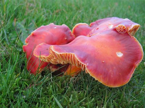 Fungi • Northumberland National Park