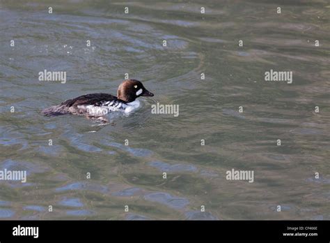 Female Barrow S Goldeneye Bucephala Islandica Stock Photo Alamy