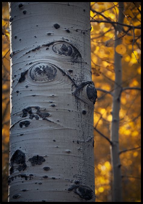 Aspens San Francisco Peaks Arizona Biochemcompsci Flickr