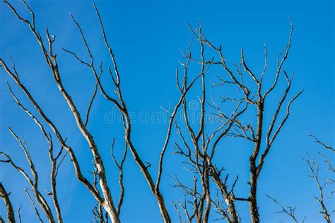 Naked Tree Branches In Late Autumn With No Leaves Stock Image Image