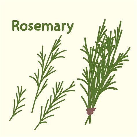 Premium Vector Hand Drawn Rosemary Cartoon Design Food Element