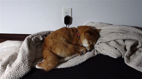 かわいい顔で寝ていたので撮ろうとしたら起きて台無しにするヤツShiba Inu who wakes up and ruins when i