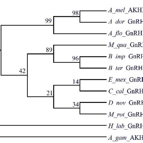 Phylogenetic Tree Of Bees Based On Akhrs The Amino Acid Sequences Were Download Scientific