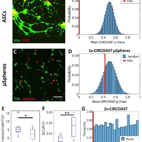 ASCs Exhibit Enriched Colocalization With HUVECS While Fluorescent