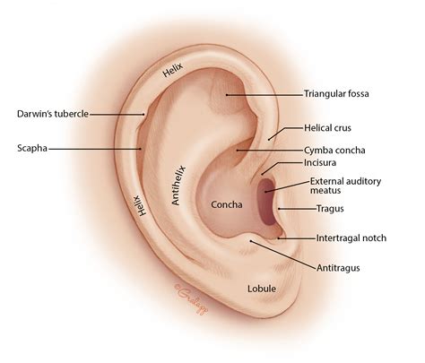 Preauricular Cyst Excision Oto Surgery Atlas