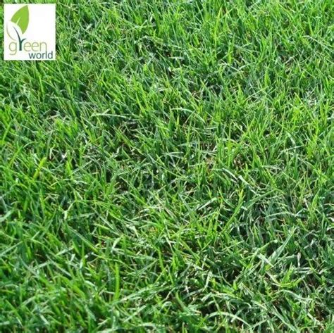 Green World Bermuda Grass Doob Grass Carpet Grass Cynodon