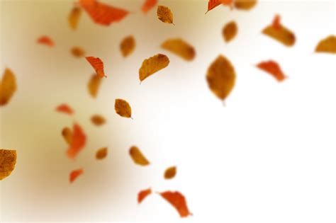 🥇 Image of overlay autumn Autumn Leaves leaf illustration png ...