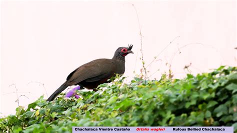 Rufous Bellied Chachalaca Ortalis Wagleri Birdweather