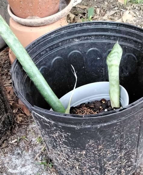 Growing so fast : r/sansevieria