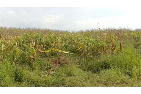 Geger Mayat Perempuan Ditemukan Di Kebun Jagung Gresik Jpnn Jatim