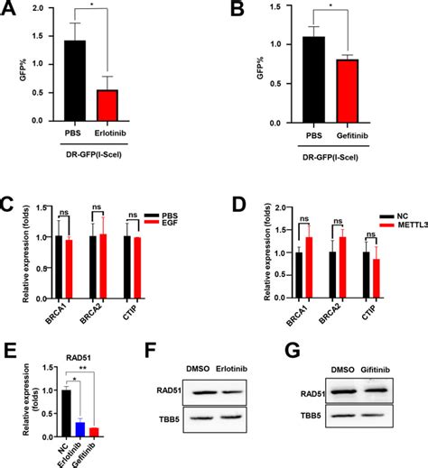 Mettl3 Promotes Homologous Recombination Repair And Modulates