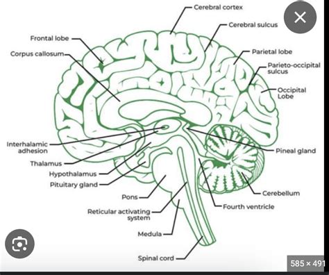 CNS Diagram Quizlet