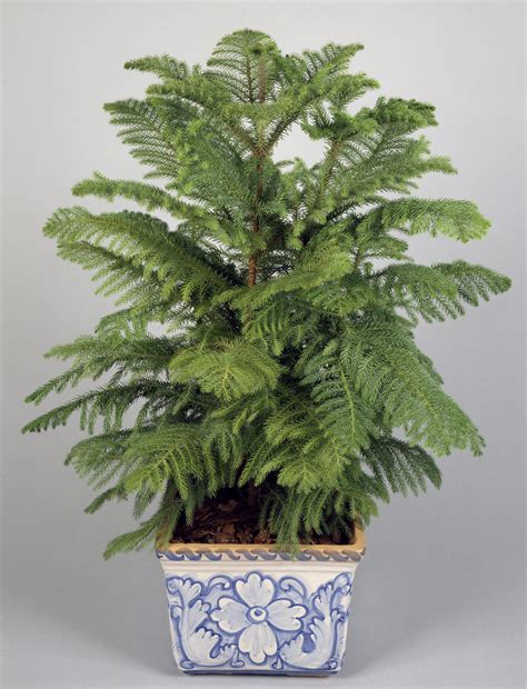 Dealing With Your Ginormous Norfolk Island Pine