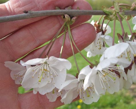 Cherry - Tree Guide UK - Wild Cherry tree identification