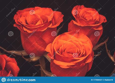 Bouquet Of Beautiful Red Roses On A Black Background Stock Image