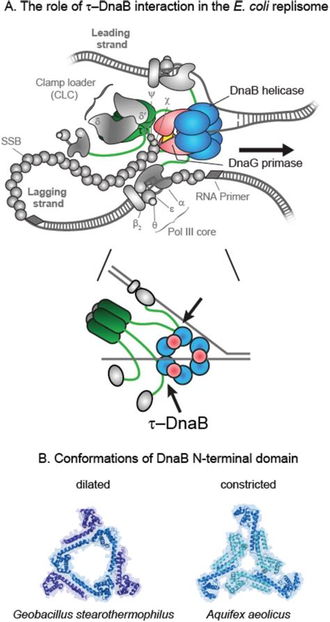 The Diagram Below Shows A Bacterial Replication Fork And Its Principal Proteins Hanenhuusholli